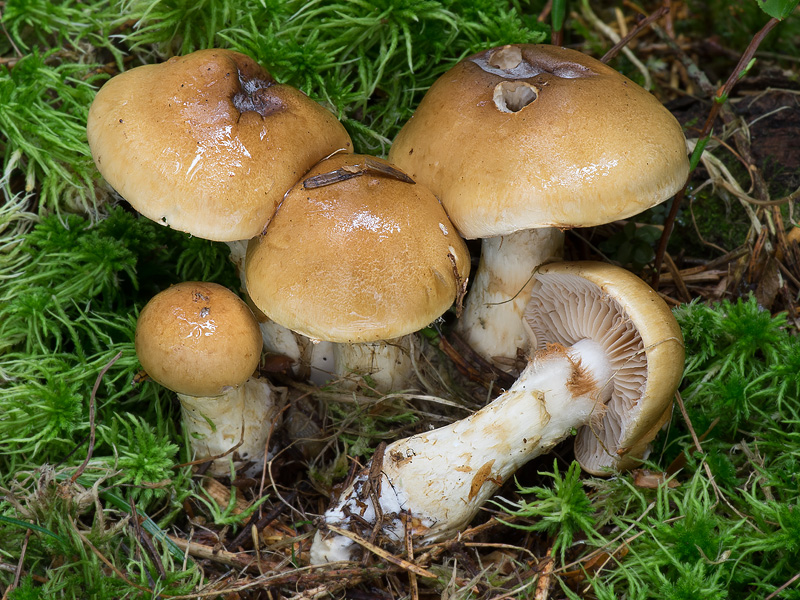 Cortinarius ochraceobrunneus